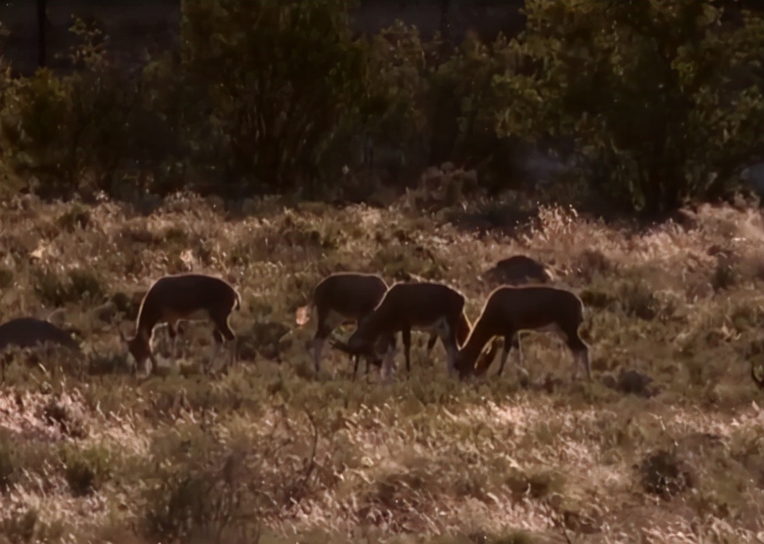 科学家把两头老虎运到非洲，这样的入侵，狮子还能保住地位吗？