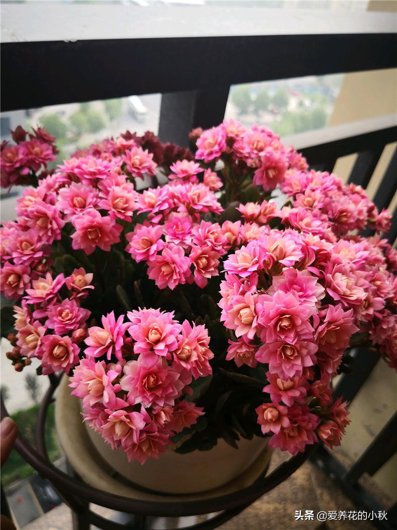 长寿花黑腐怎么办？做好3步，“一剪二晾三插”，让它再生根