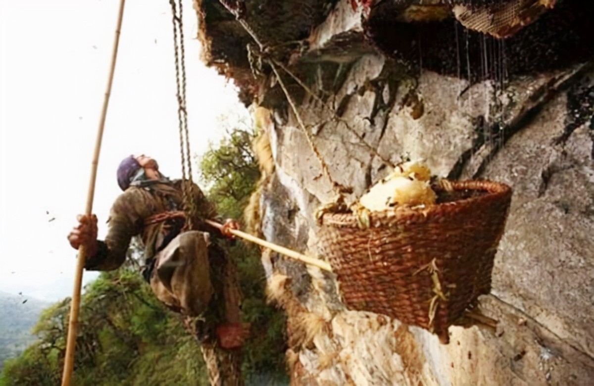 喜马拉雅山采蜜人：专供尼泊尔皇室，每公斤高达3500美元