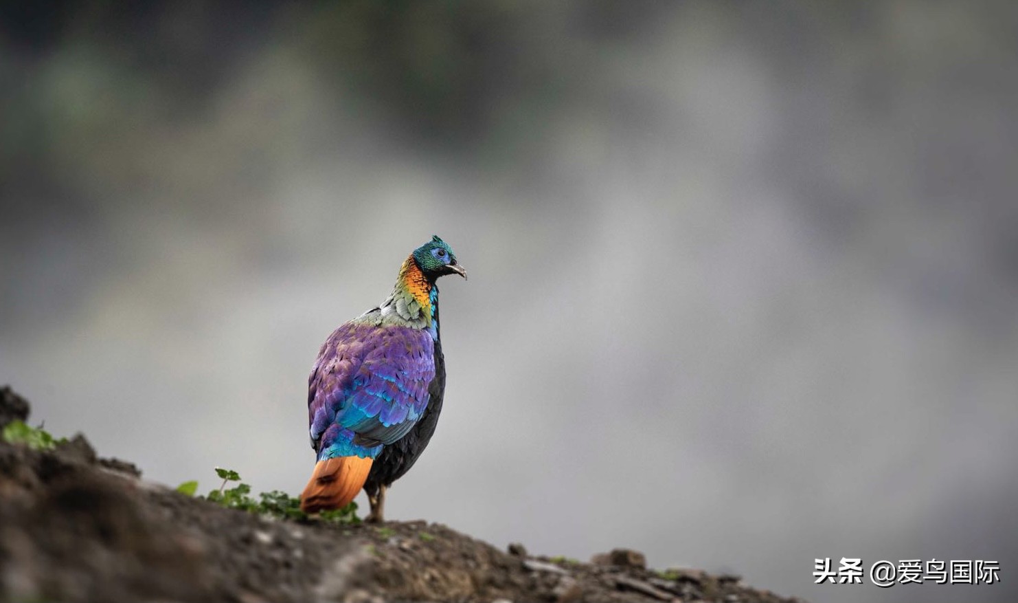 鸟类图片大全大图观赏,鸟类照片合集
