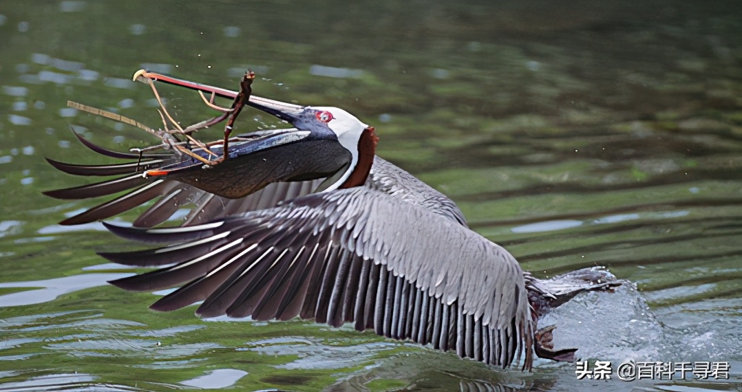 鹈鹕吞猎物到肚子里是怎么样的,鹈鹕的嘴真的是大口袋吗
