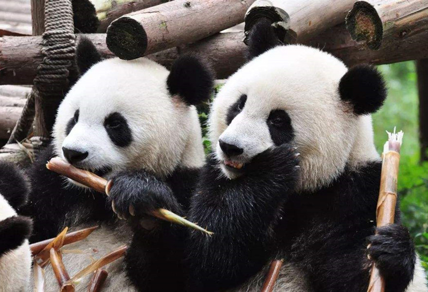 大熊猫的国际社交地位,大熊猫在日本的待遇