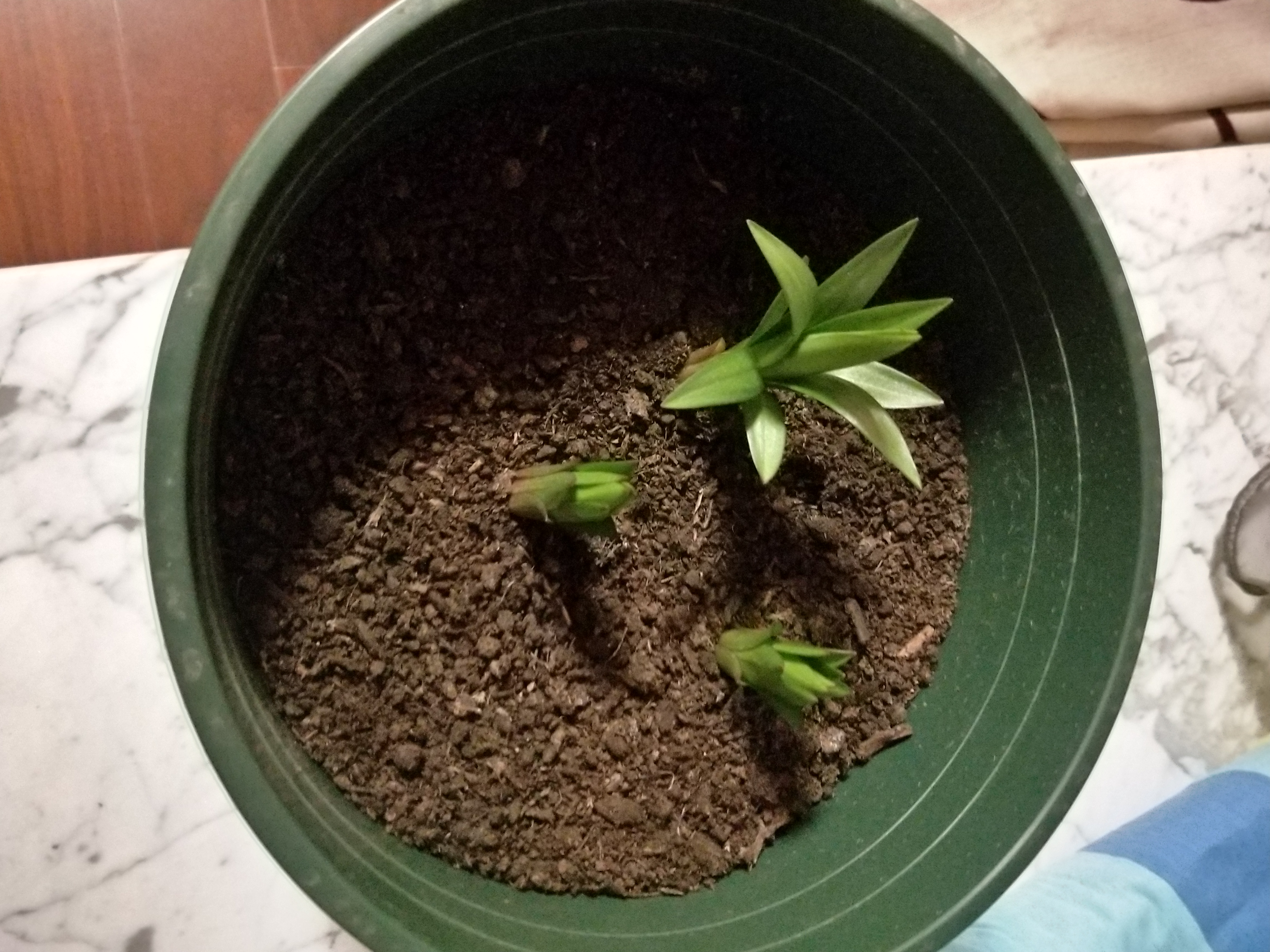 盆栽百合叶子发黄怎么办,新鲜百合冷冻后发黄是什么原因