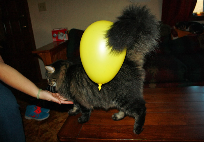 想撸猫但是猫害怕怎么办,想撸猫又怕脏怎么办