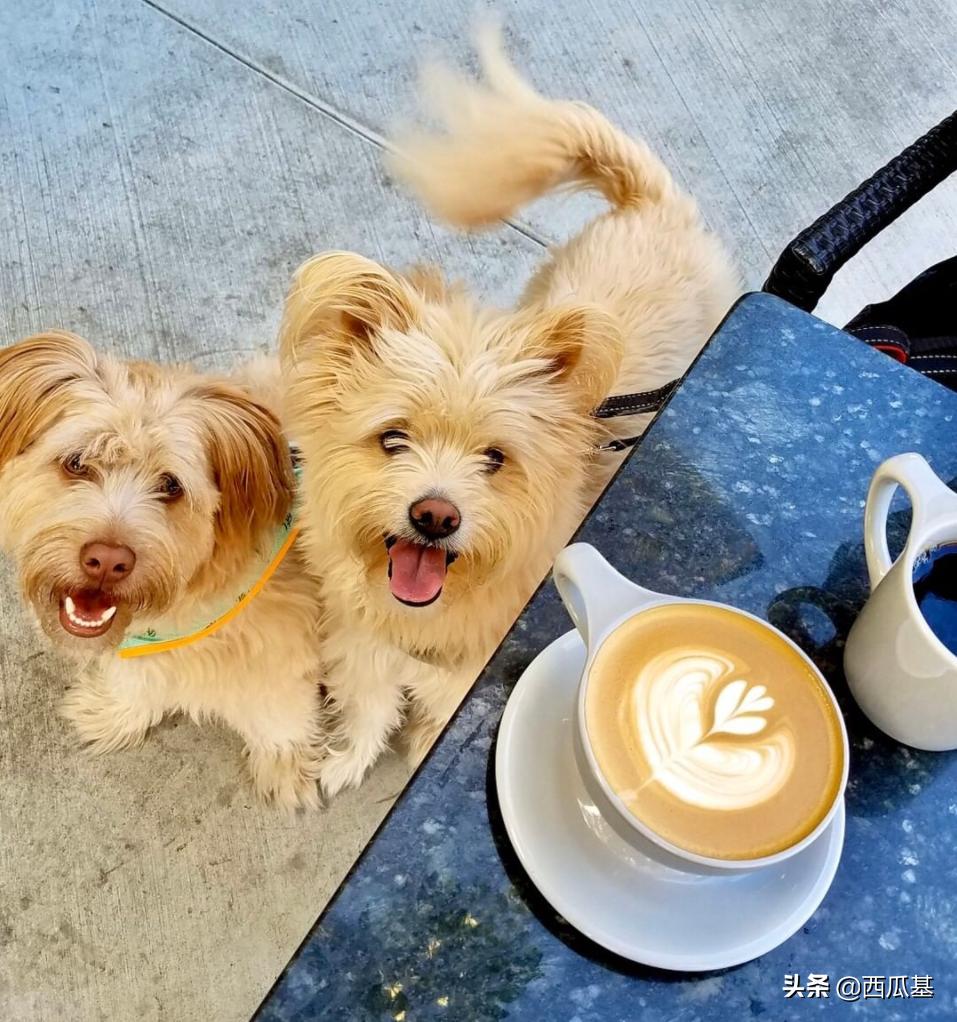 狗喝了咖啡会怎么样,狗能不能喝咖啡拿铁