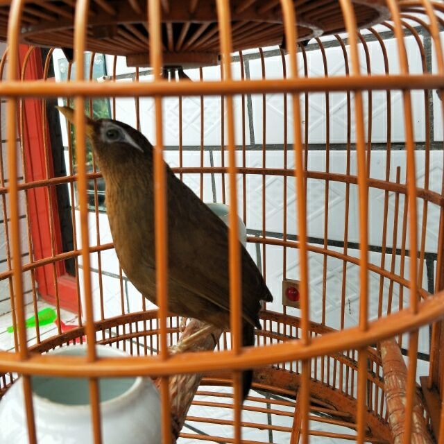 两广养鸟方法,母鸟的叫声怎么样才好