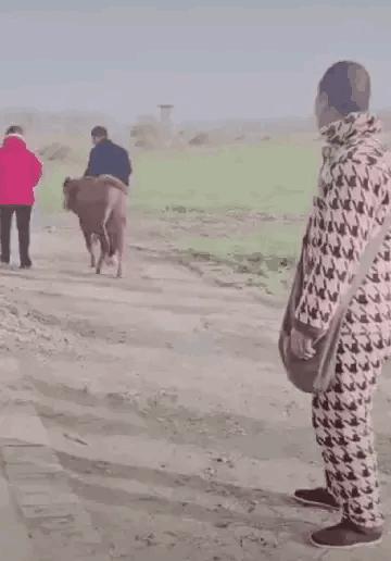 广东老太在山上抱回一只野猫,广东老太捡到一只猫仔