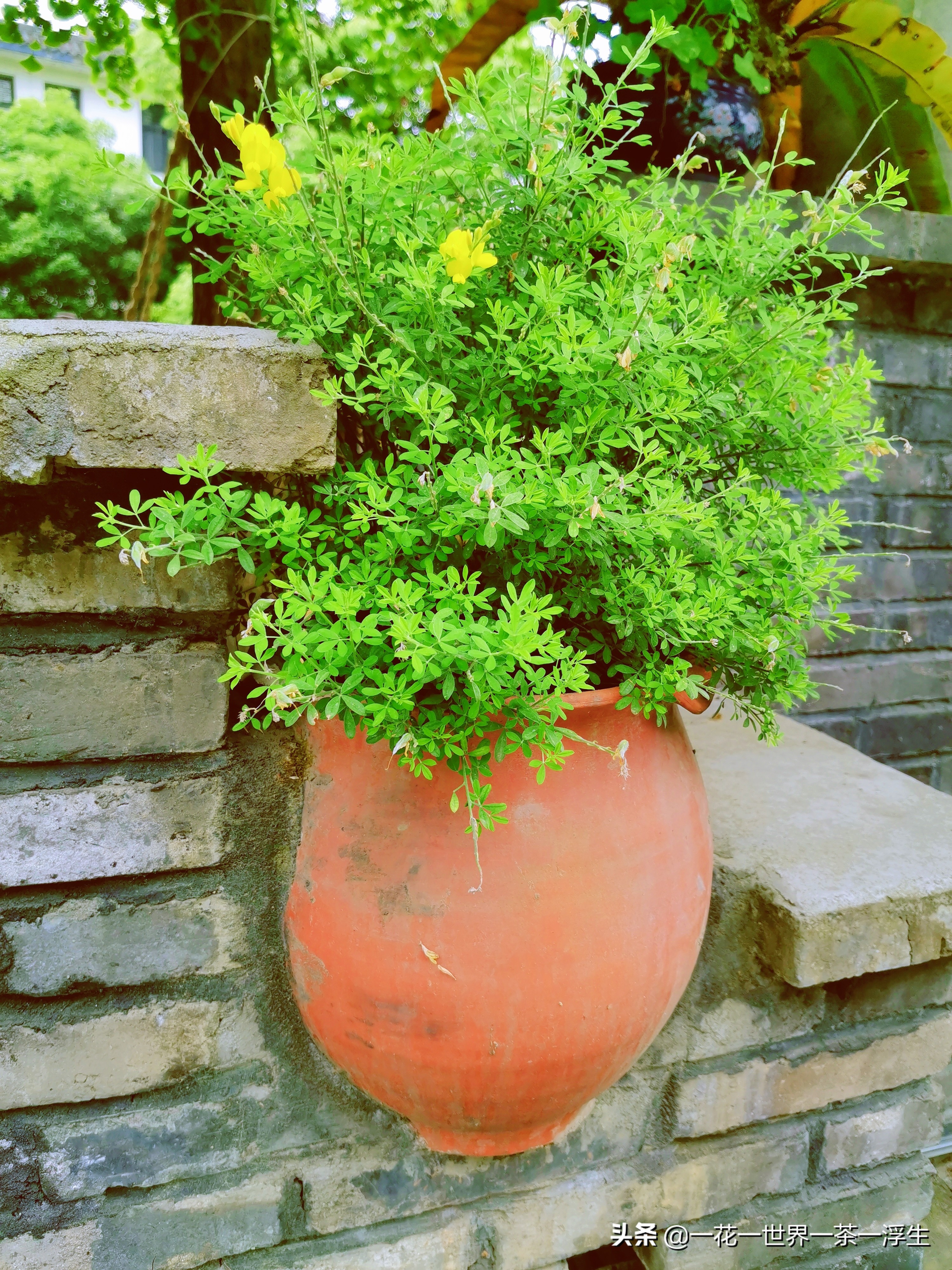 寻找巴适的成都小院(2)