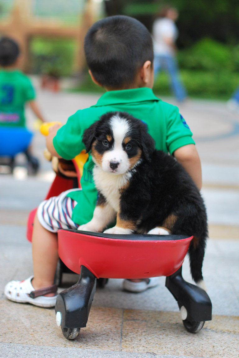 你对伯恩山犬的生活习性了解多少,为什么不建议养伯恩山犬