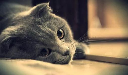 猫咪湿疹怎么治疗最好,猫咪湿疹是什么原因