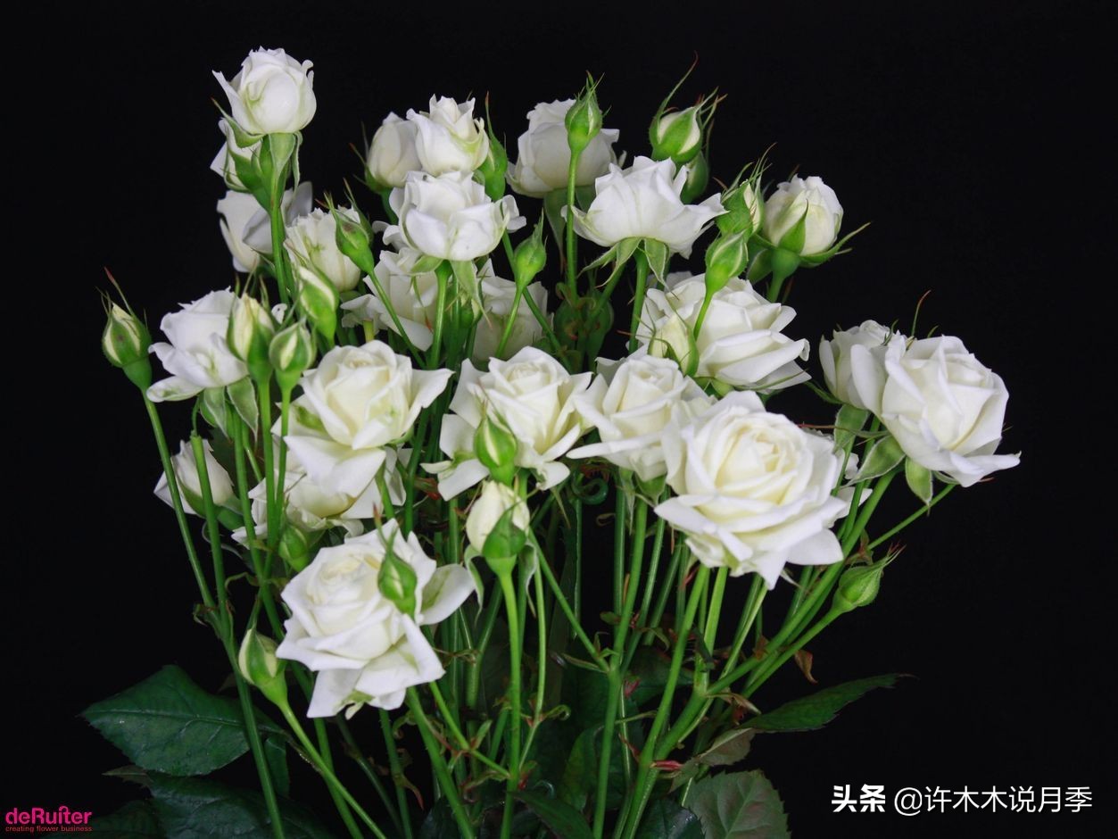 月季品种大全大图欣赏,美到窒息的月季品种图片