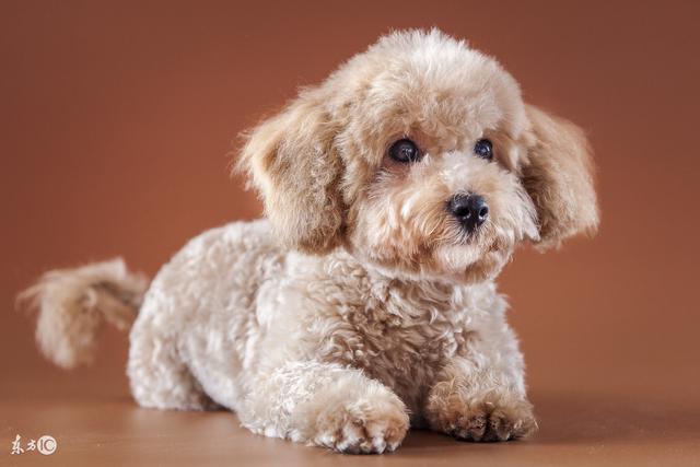 泰迪犬为什么会有泪痕,黑色泰迪犬胸前有白毛是怎么回事