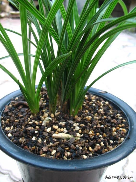 大花蕙兰花谢后换盆要去掉老土吗,蕙兰花怎么养才能旺盛容易开花