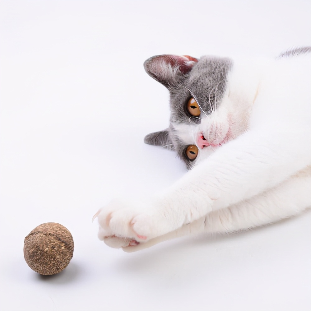 猫咪吐毛球用什么化毛膏,猫咪吐毛球了怎么办化毛膏