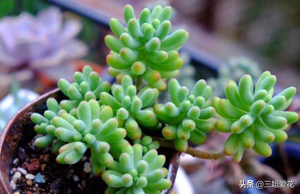 多肉植物虹之玉的外形介绍,虹之玉与乙女心的区别哪个好上色