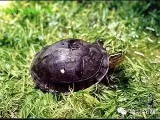 安布闭壳龟是国家保护动物吗,安布闭壳龟可以吃锦鲤鱼粮吗