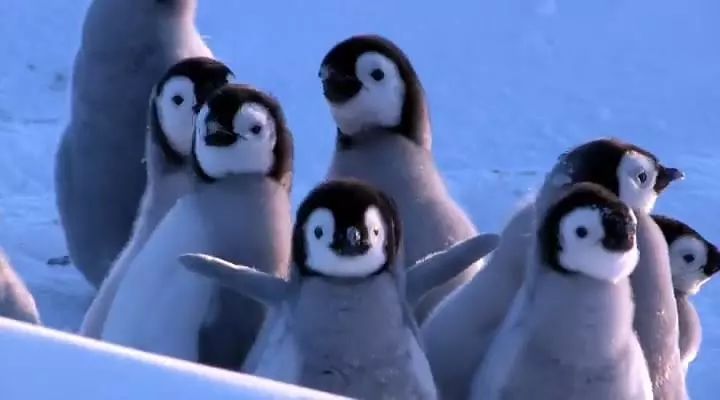 记录中国各种珍稀动物的纪录片,20分钟大自然动物世界纪录片