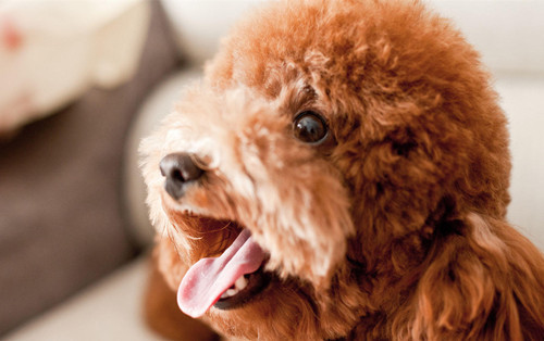 泰迪挑食严重不吃狗粮咋办,泰迪挑食不吃狗粮换粮怎么办