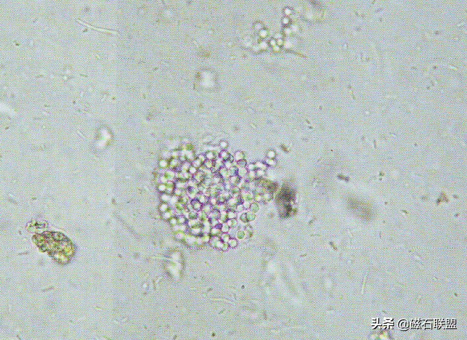揭秘宠物医院检查项目之便检：什么是便检，为什么狗需要做便检？
