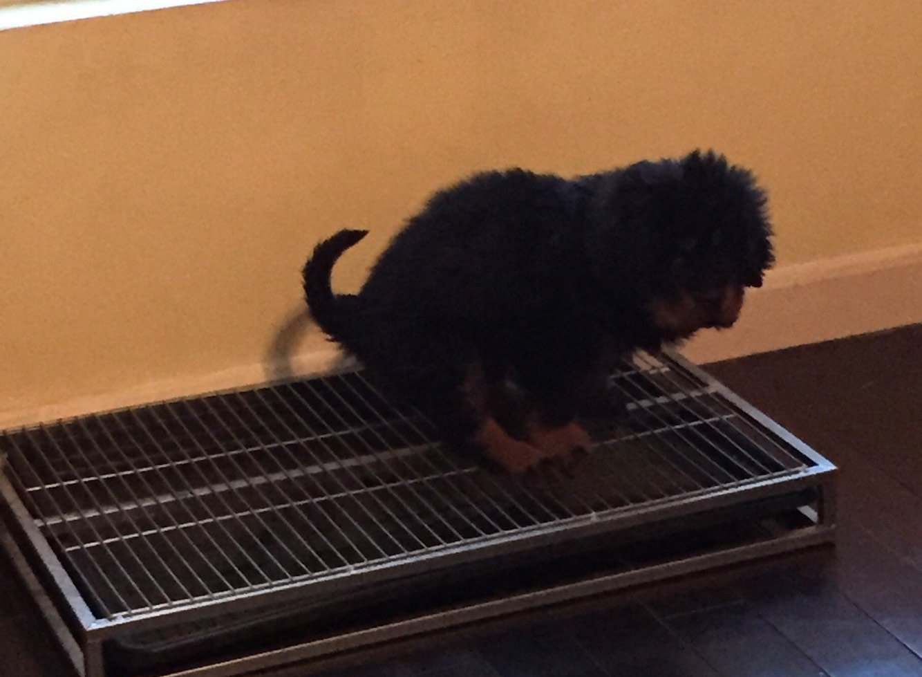 狗狗定点大小便晚上怎么办,狗狗会定点大小便