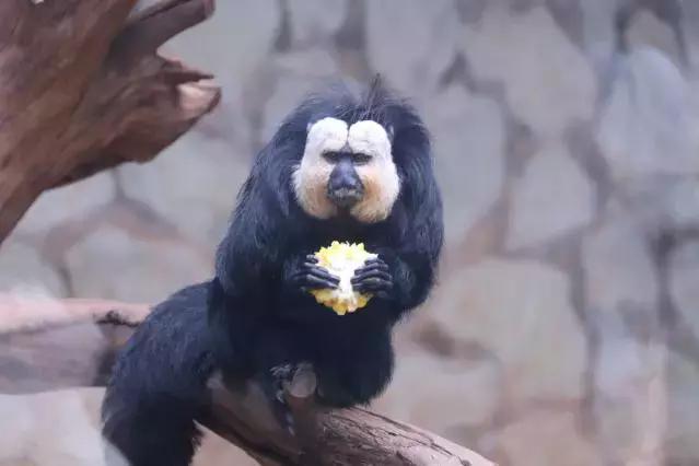 精品菊展、古风集市、植物科普…国庆七天假期，玩转昆明各大公园景区