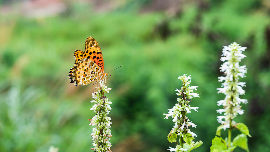 关于蝴蝶三首古诗,三首描写蝴蝶的古诗