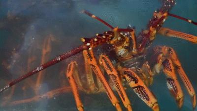 秦皇岛海浪花天桥海鲜批发市场,秦皇岛海浪花批发市场在哪