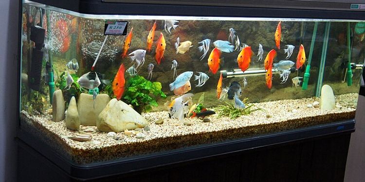 鱼缸去除蛋白虫的鱼,鱼缸里的蛋白虫加温32度能清除吗