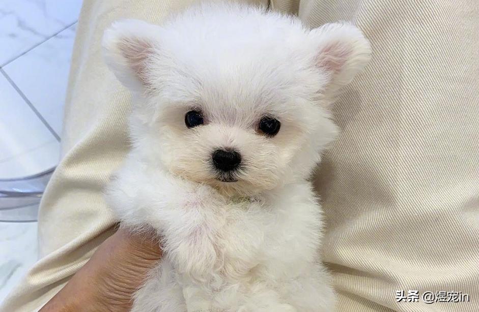 狗狗肚子不停的咕咕叫还伴有呕吐,狗狗嘴边挂粘稠口水还呕吐咋回事