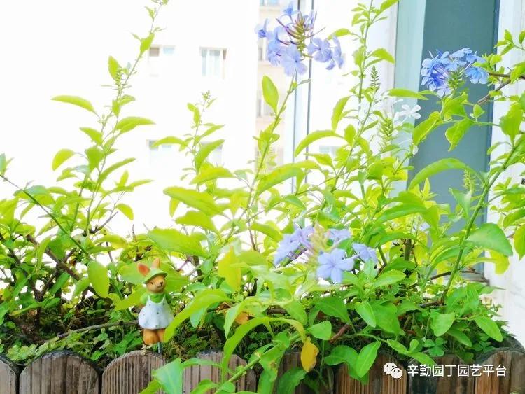 （2021）园丁奖阳台组《008号》星星的花园