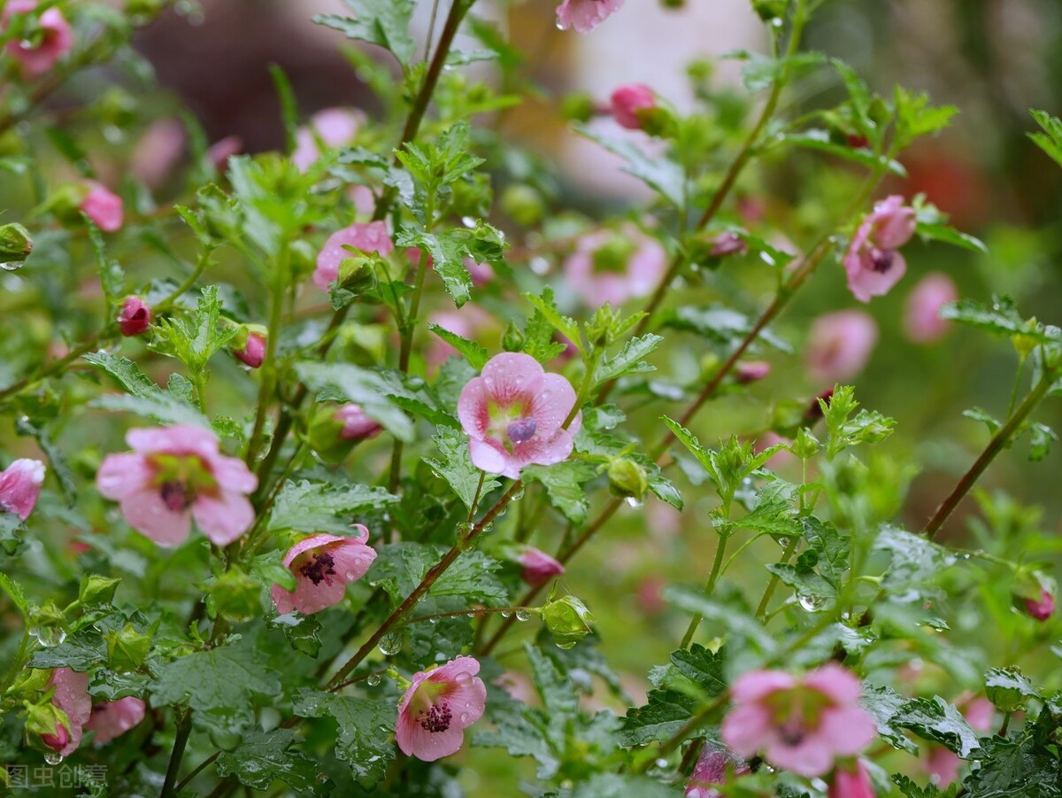 平价的“爆花小能手”：第一性价比高，第六是调色担当