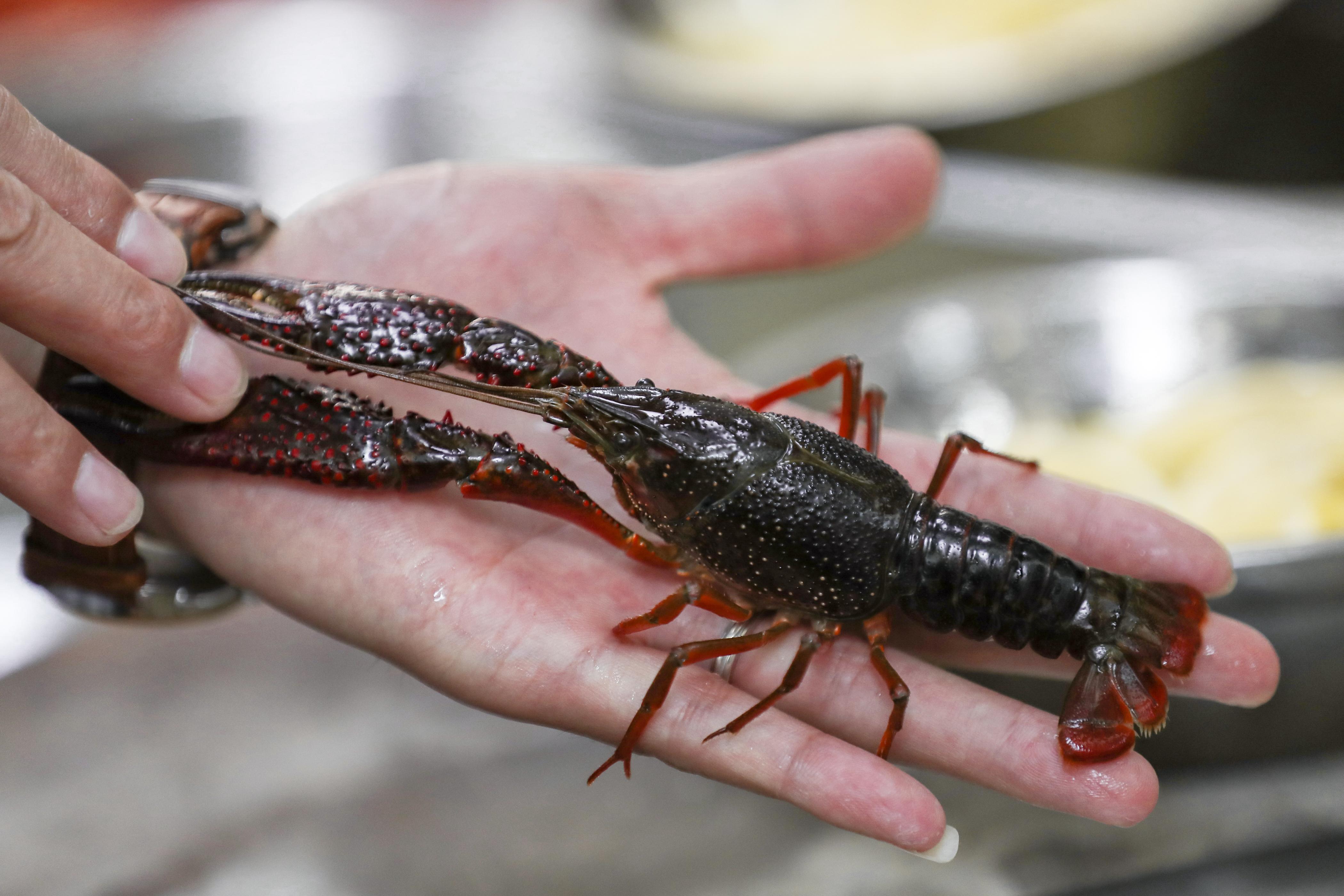 虾神来啦吴江店,虾神来了秘制小龙虾做法