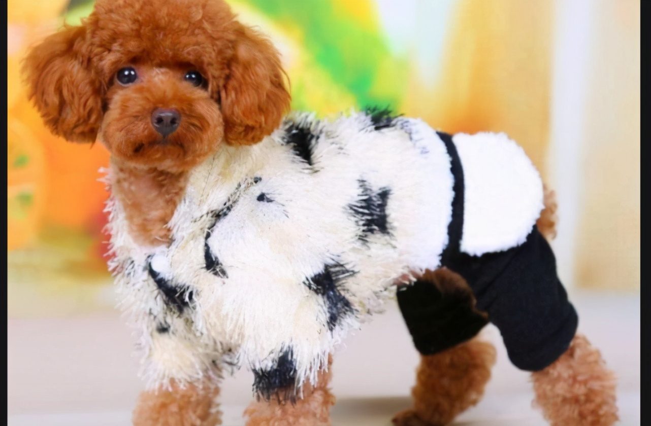 狗狗换狗粮拉稀,治狗狗拉稀的药