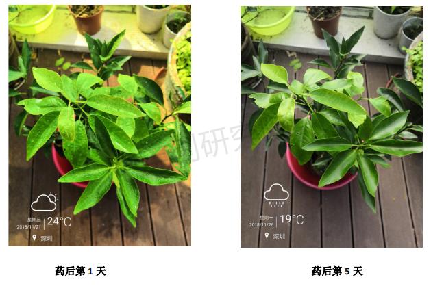 矿物油与螺螨酯混配,矿物油和螺螨酯混配