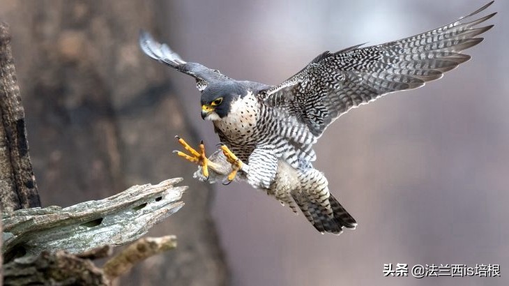 飞得最快的游隼，破解了航空史上的气流分离难题