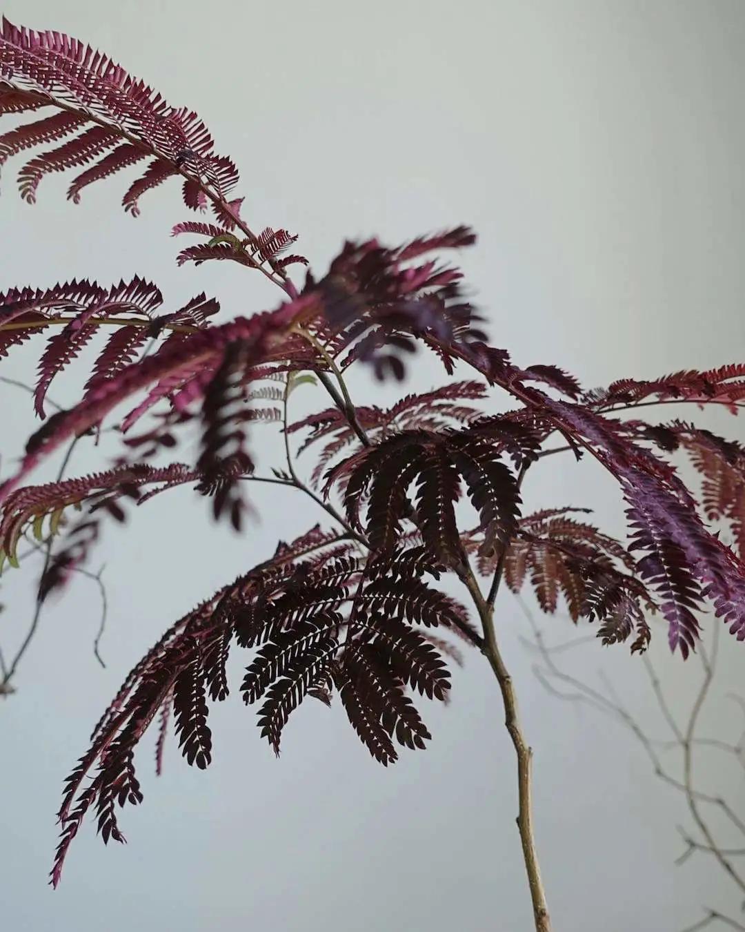 ins十大网红绿植,ins网红绿植大全