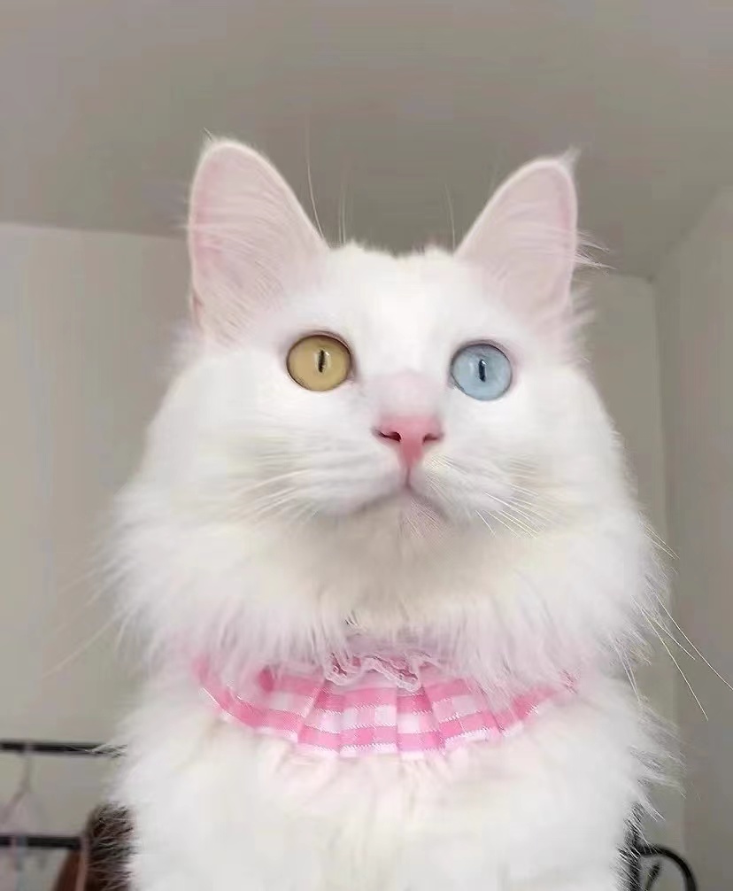 中华田园狮子猫多少钱一只,中华田园猫狮子猫蓝色眼睛