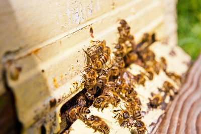 蜜蜂生病的最佳治疗方法,蜜蜂蜂群弱了怎么办