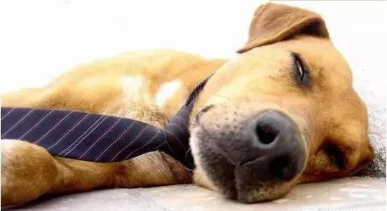 女狗狗该不该做绝育,狗狗做绝育的利与弊