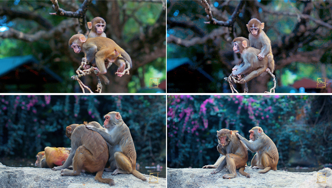 海南猴岛旅游自由行攻略,海南猴岛和呆呆岛攻略