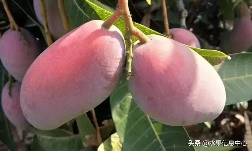 中国水果大全,中国水果大全图片和名字