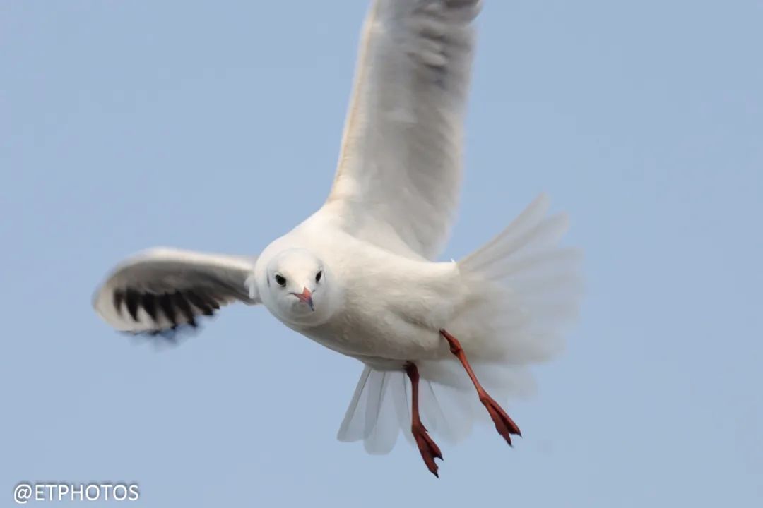 尼康都有哪些型号的单反相机,聊一聊国产相机
