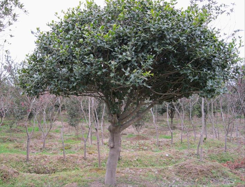 种植致富树的成功案例,农村创业种植什么树赚钱