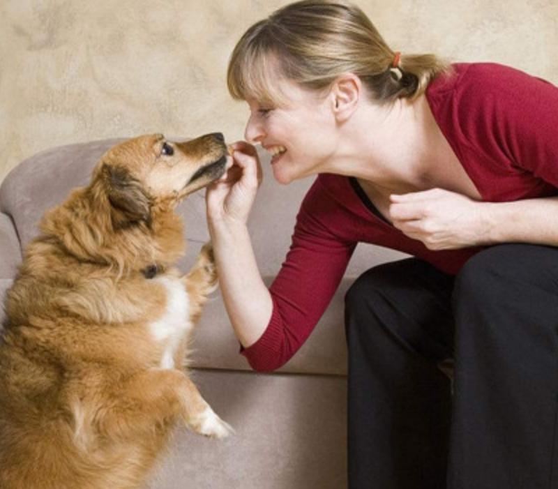 狗狗凶人反抗应该怎么引导,训练狗狗遇到坏人怎么处理