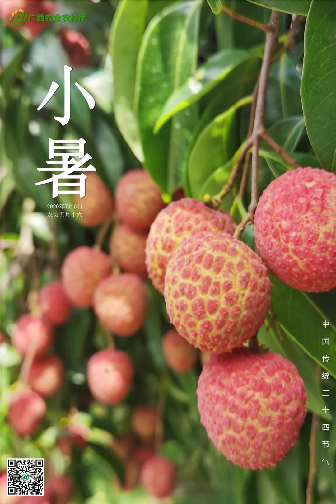 二十四节气小暑图片大全,二十四节气小暑到来盛夏登场