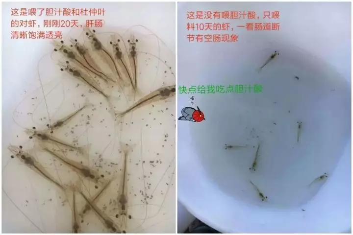 胆汁酸对虾的正确使用方法,白对虾胆汁酸保肝能天天用吗