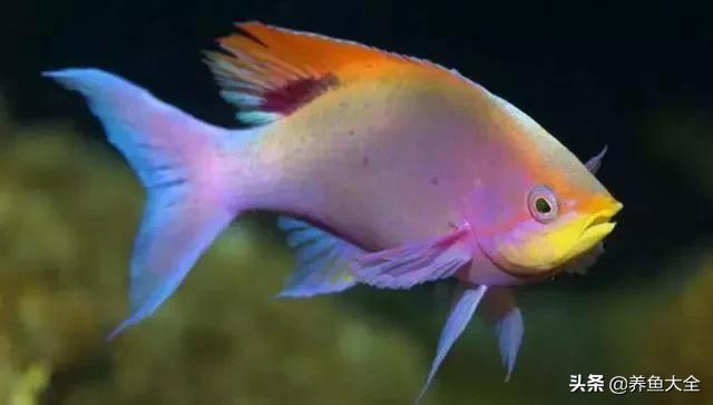 新缸养鱼多久可以建立硝化系统,不养鱼之前如何建立硝化系统