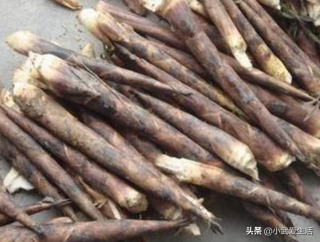 这种竹笋好吃,这种笋像熊猫一样剥着吃