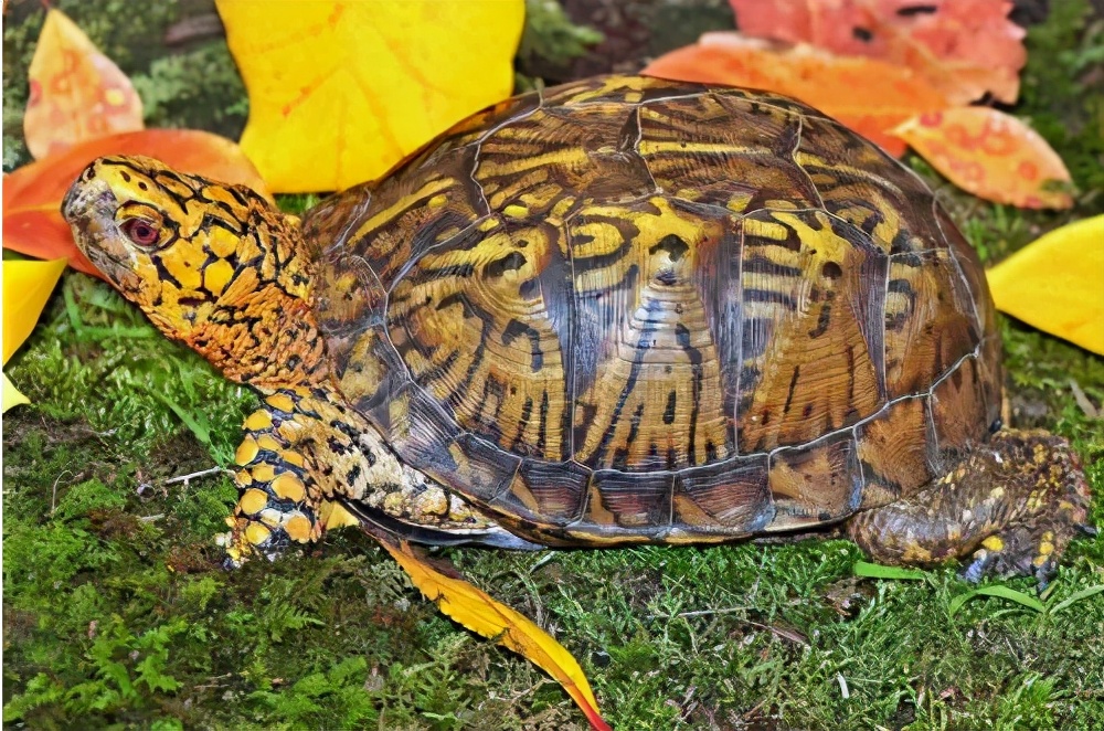 乌龟为什么能活那么多,乌龟为什么能活得那么长时间