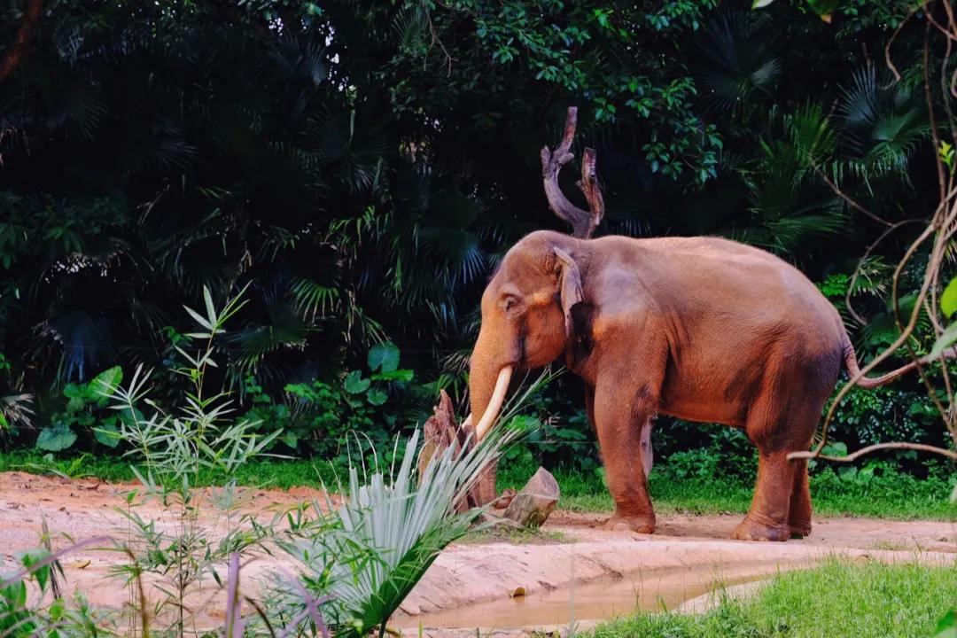 广州长隆怎么玩最划算攻略分享,广州长隆省钱攻略